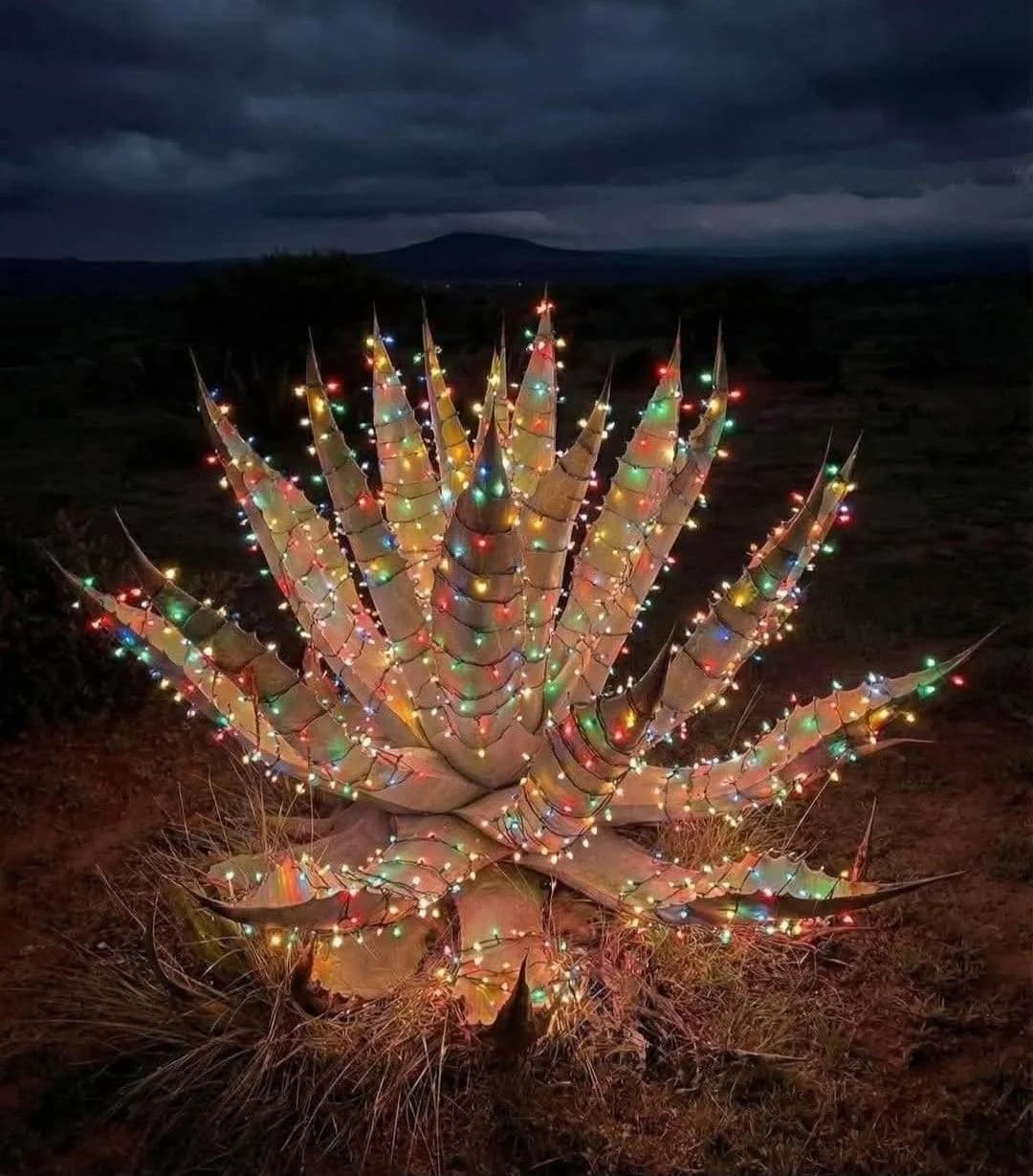 Agave grande en un jardín de noche cubierto de pequeñas luces de colores